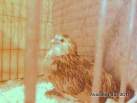 True Bantam Belgium D'Anvers -.jpg