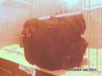 Heavy Breed soft Feather- Best Orp Bantam and  First - Paul & Tina Jones - Manor Poultry.jpg