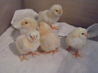 chick1.jpg
