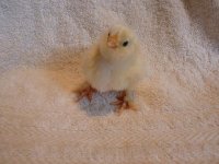 chick2.jpg