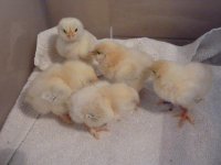 chick3.jpg