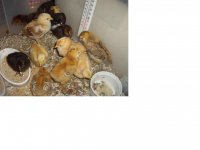 chicks 2.JPG
