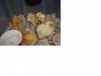 Chicks.JPG