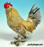 D-Uccle-Belgian-male-Mr-A-Dowden.jpg
