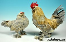 D-Uccle-Belgian-Pair-Mr-A-Dowden.jpg