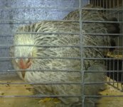 Alicias Silver Partridge Pekin - Marmite.jpg