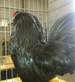 J Howell Black D'Anver Jimmy 1ST.jpg