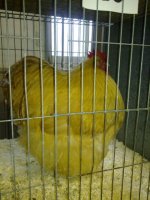 P&J Jones Buff Orp.jpg P&J Jones Buff Orp.jpg