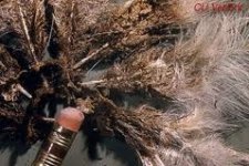 Northern fowl mite.jpg