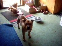 Rusty with his girls 01.jpg