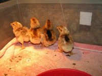 Chicks 025.JPG