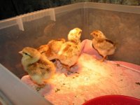 Chicks 023.JPG