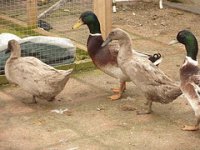 duck.jpg