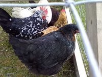 5 girls 2.jpg