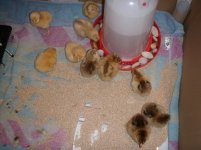 chicks 027small.jpg