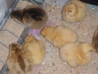 chicks 046small.jpg