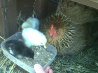 chicks.jpg