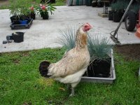 Demon bantam.jpg