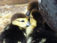 Muscovy2.jpg