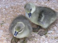 goslings.jpg