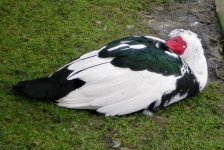 chicken goose.JPG