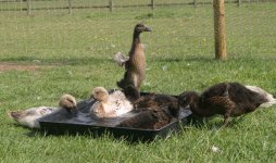 ducklings-bath1.jpg