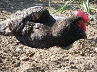 poultryforum.jpg