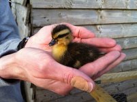 Duckling 1.jpg