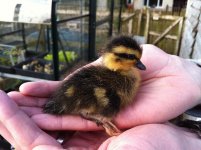 Duckling 2.jpg