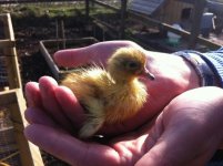Duckling 3.jpg