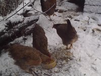 snow hens1.JPG