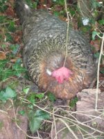 chicken ill.jpg