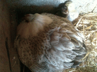 iphonepics-023.gif