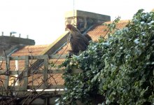 fence-bird.jpg