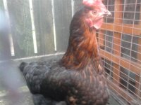 georgina ! (Small).jpg