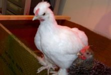 april 2011 032.jpg