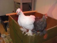 april 2011 034.jpg