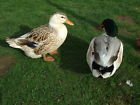 silver mini appleyard ducks.jpg