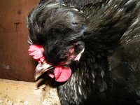 Broody.jpg