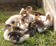 Moscovies & Bali ducklings.JPG
