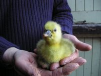 First Gosling.jpg
