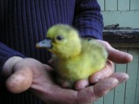 Gosling no. 1.jpg