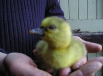 No.1 Gosling.jpg