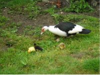Ducklings 2.JPG