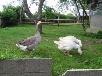 Tilly and co in the orchard.jpg