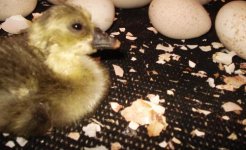 toulouse gosling on hatching mat.jpeg