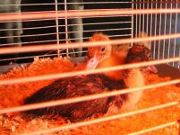 Mussie ducklings 10 June 2011.jpg