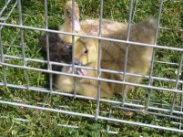 Ducklings   13.6.11.jpg