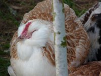grower 17 weeks pullet.jpg