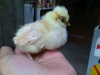 IMG00279-20110615-1658.jpg